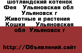 шотландский котенок Фея - Ульяновская обл., Ульяновск г. Животные и растения » Кошки   . Ульяновская обл.,Ульяновск г.